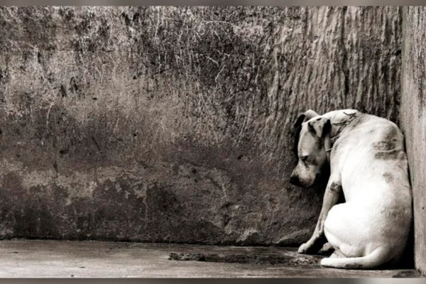 cão acuado maus tratos