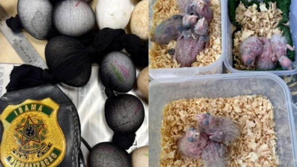 Papagaios resgatados do tráfico são preparados para voltar à natureza
