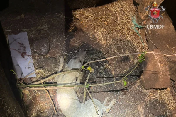 Foto colorida de cãozinho machucado