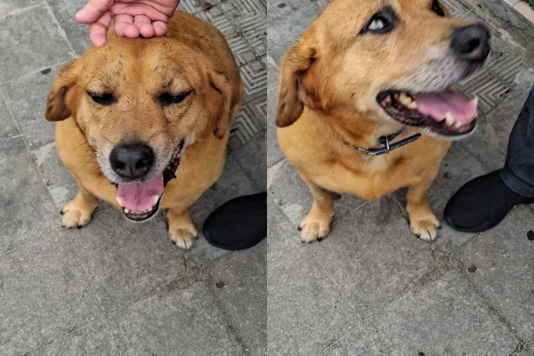 Imagem colorida de cachorro caramelo recebendo carinho