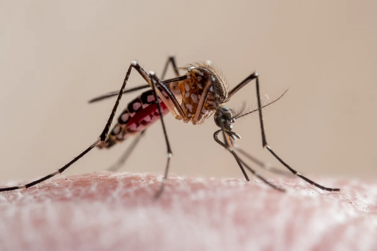 Mosquitos são mais atraídos por odores masculinos e bactérias da pele