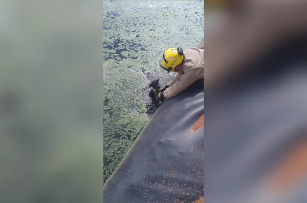 imagem colorida cachorro resgatado represa frigorifico goias