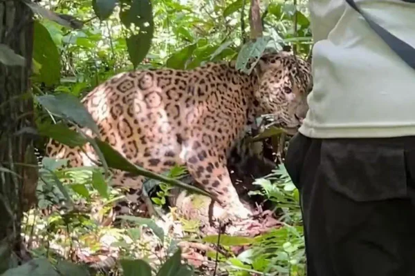 Foto colorida do momento em que guia turístico é atacado por onça-pintada na Amazônia - Metrópoles
