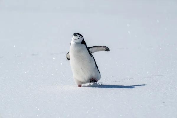 Imagem mostra pinguim correndo no gelo - Metrópoles