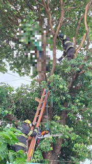 A vítima realizava a poda de uma árvore quando um galho encostou na rede elétrica A vítima realizava a poda de uma árvore quando um galho encostou na rede elétrica