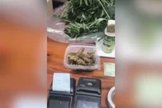 Polícia desarticula plantação profissional de maconha no litoral de SP Polícia desarticula plantação profissional de maconha no litoral de SP