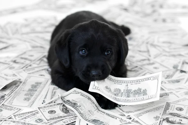 cachorro com dinheiro