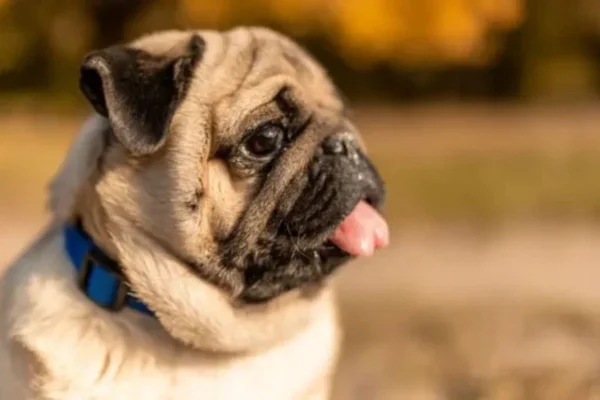 cachorro ofegante