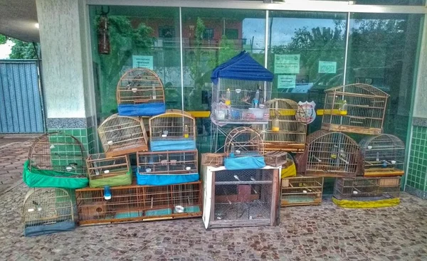 Polícia Militar apreende 37 pássaros silvestres em Ceilândia