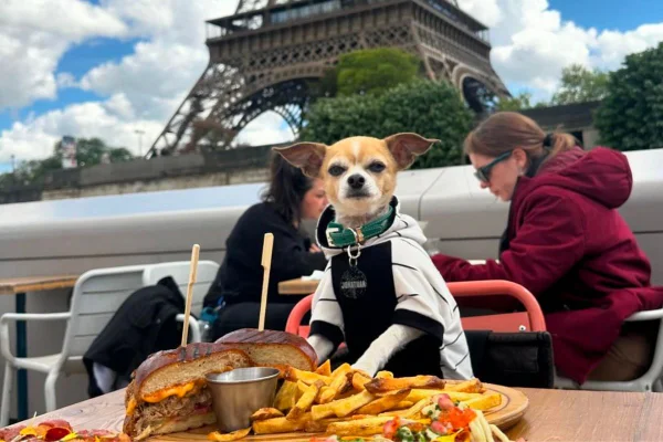 Foto colorida de um cachorro chihuahua - Metrópoles