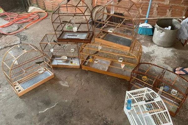 Morador de Presidente Prudente é autuado por manter sete aves da espécie coleirinho em cativeiro - Metrópoles