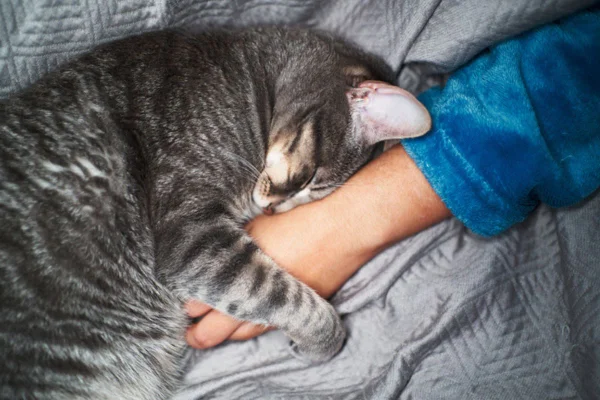 Imagem colorida de gato abraçando mão de pessoa