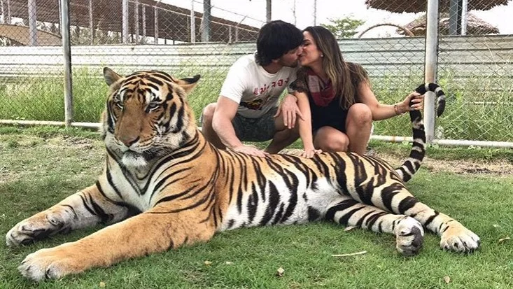 Patrícia Abravanel causou polêmica ao posar com um tigre para uma foto Patrícia Abravanel causou polêmica ao posar com um tigre para uma foto