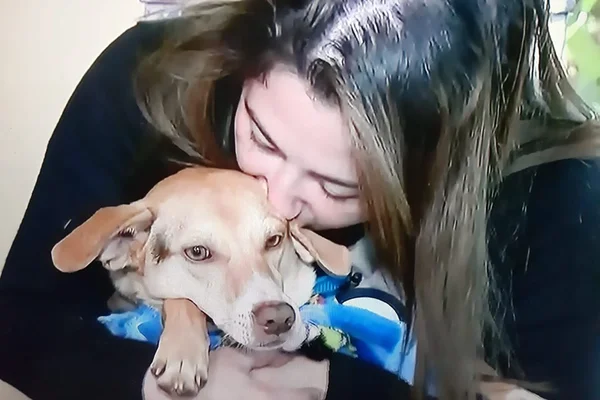 Após seis dias, mulher reencontra cão perdido em acidente de carro