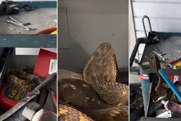 Cobra venenosa foi encontrada junto com ferramentas - Metrópoles