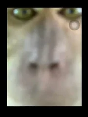 Mas a cara do macaco estava lá