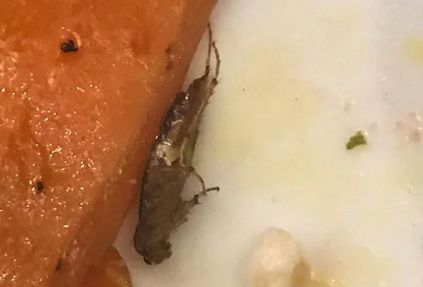 Consumidor encontra barata em prato de restaurante da Asa Norte