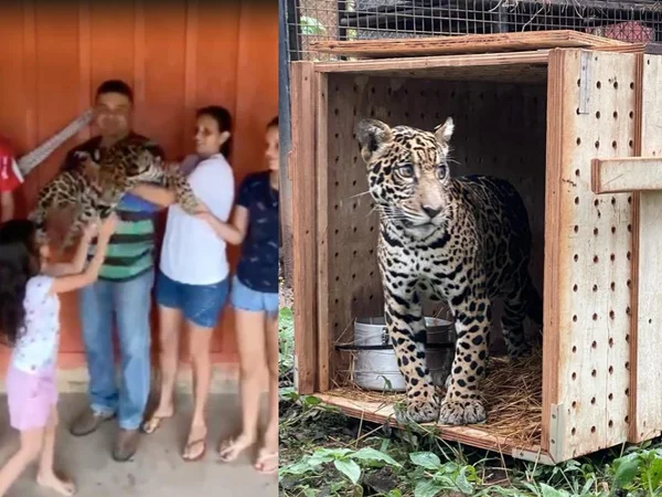 Onça-pintada era criada como animal de estimação