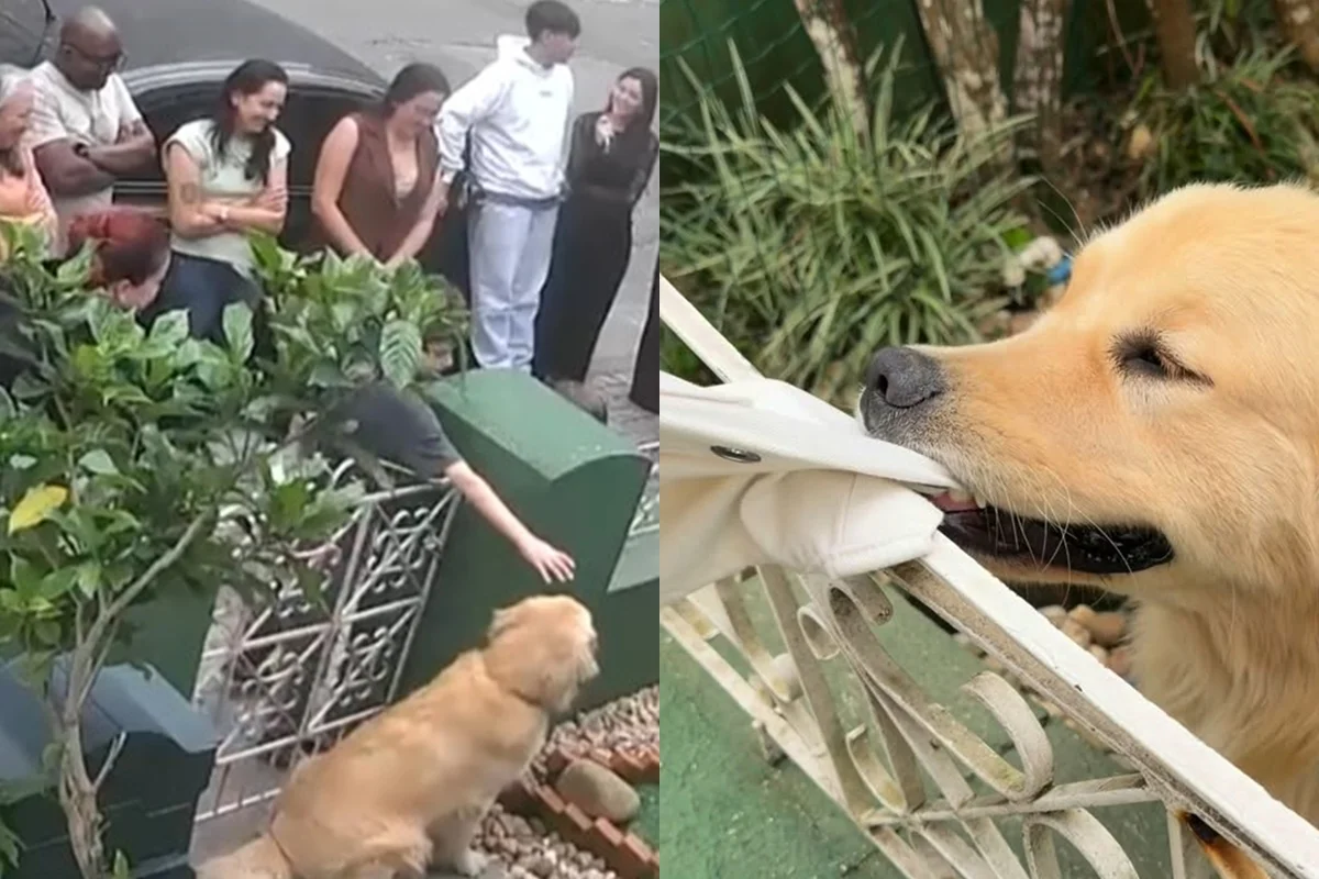 "Golden do portão" vira queridinho das redes e recebe 200 visitas em 2 dias