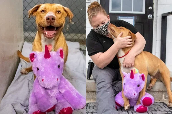 história de Sisu, um cãozinho de rua, conquistou corações no mundo todo por causa de um unicórnio
