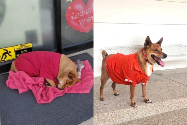 Foto colorida de um cachorro - Metrópoles