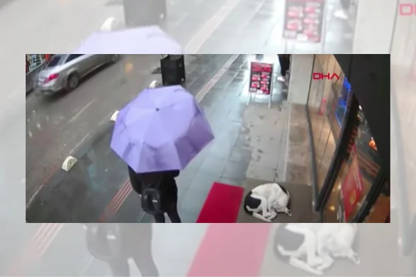 Mulher agasalha cachorro de rua com peça da própria roupa