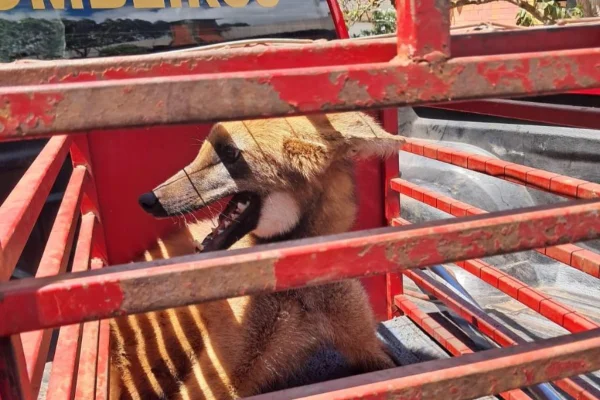Imagem colorida, Vídeo: lobo-guará invade restaurante, mata galinhas e é capturado - Metrópoles