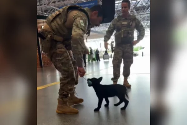 Filhotes da PM encantam passageiros em treino no Aeroporto de Brasília