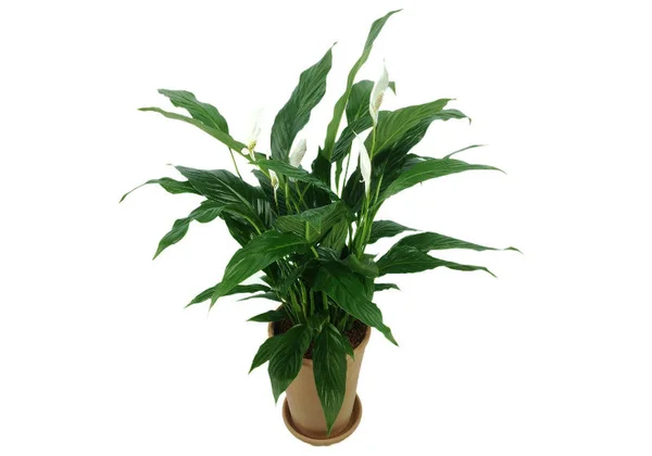 5 plantas para se ter uma boa noite de sono, segundo a Nasa