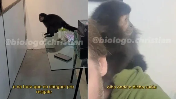 Imagem colorida de macaco em cima da mesa e no ombro de biólogo - Metrópoles