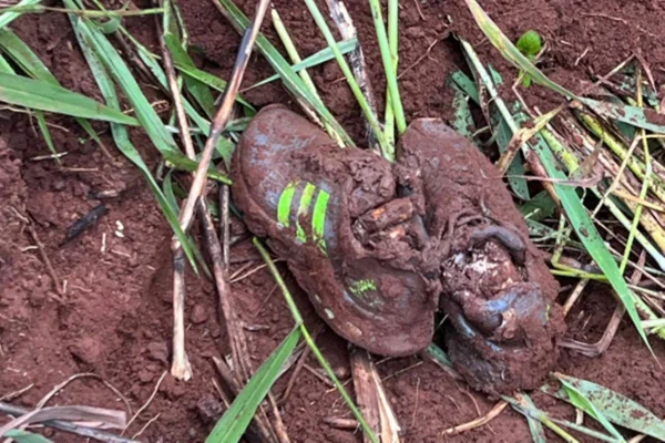 Imagem colorida mostra tênis localizado em local em que corpo estava enterrado - Metrópoles