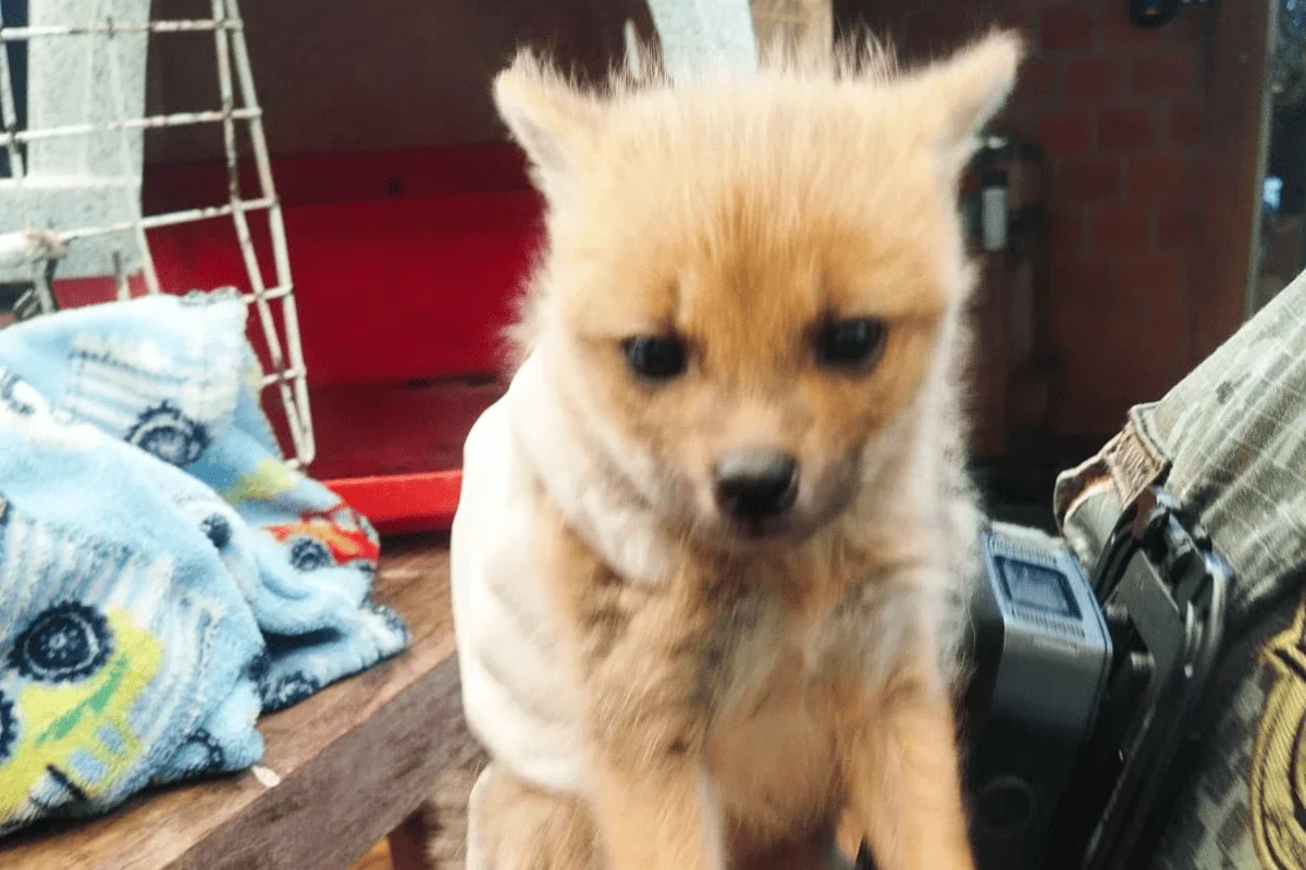 Filhote de raposa de 40 dias é resgatado após ser pego por gavião Filhote de raposa de 40 dias é resgatado após ser pego por gavião