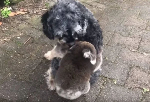Fofura: amizade entre cachorro e bebê coala viraliza na web