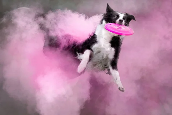 Ensaio de cachorros com pó colorido