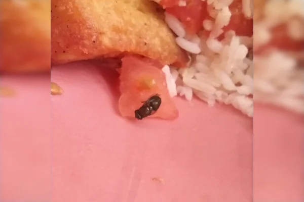 mosca em prato