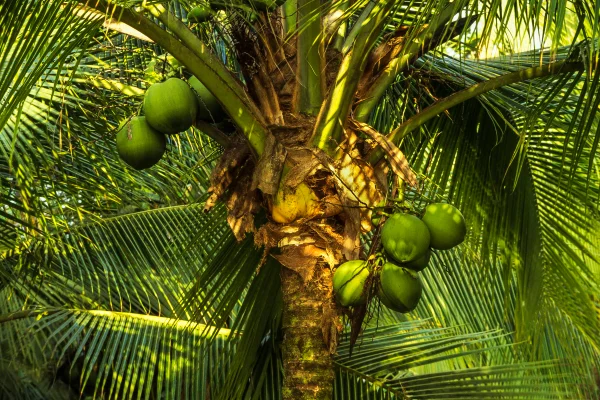 Imagem mostra um coqueiro carregado com cocos - Metrópoles