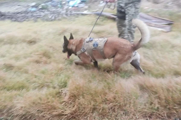 PF: "mulas humanas" transportaram 100 kg em um ano em dois estados
