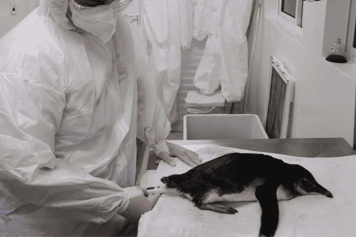 Animal teria se perdido durante período de migração e foi encaminhado a centro de reabilitação para receber cuidados especializados Animal teria se perdido durante período de migração e foi encaminhado a centro de reabilitação para receber cuidados especializados