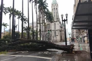 Árvore caída após temporal em São Paulo