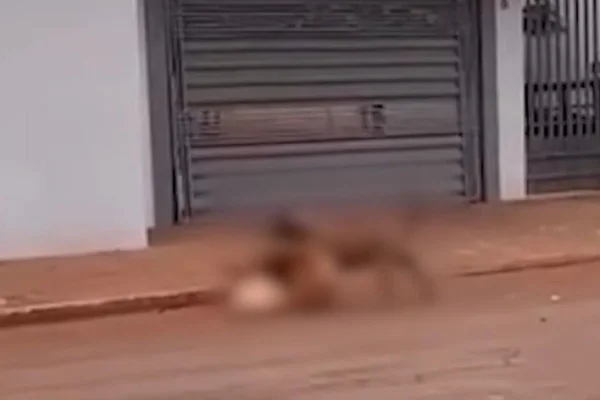 Imagem colorida, pit-bull mata cachorro da vizinha -Metrópoles