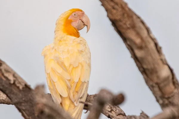 imagem colorida de arara-canindé com lutinismo, registrada em Tocantins