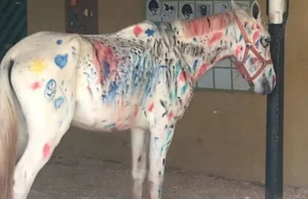 Cavalo colorido: Ibama considera “abuso” e adverte hípica