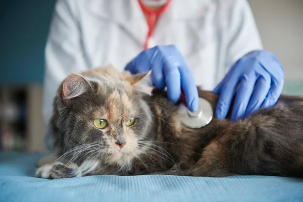 Gato no veterinário