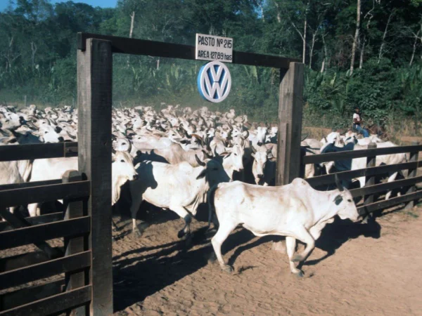Foto colorida de gado na Fazenda Volkswagen, na década de 1970 - Metrópoles