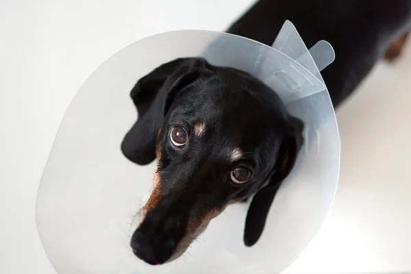 Cachorro com colar elizabetano