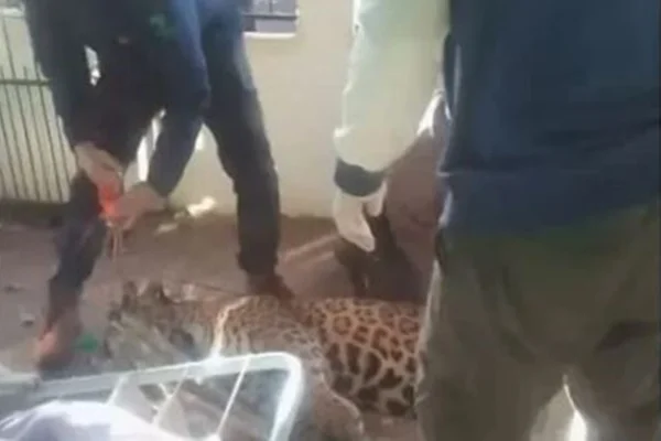 Imagem colorida de onça avistada em quintal