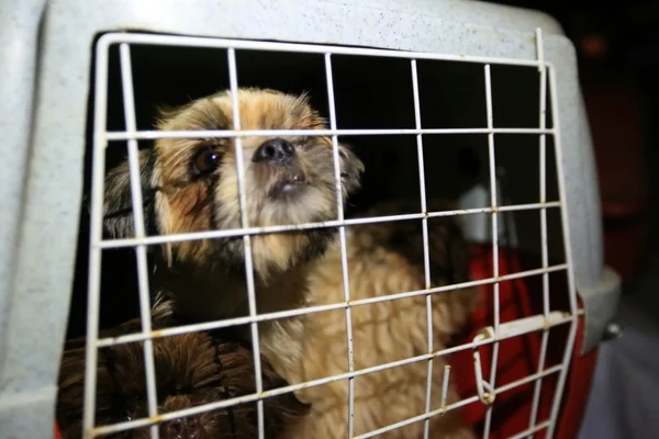 Fábrica de filhotes de cachorros e de maus-tratos funciona em área nobre de Brasília