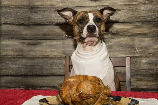 Qual a quantidade de calorias meu cachorro deve ingerir por dia?