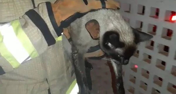 Os animais serão levados a um hospital veterinário Os animais serão levados a um hospital veterinário