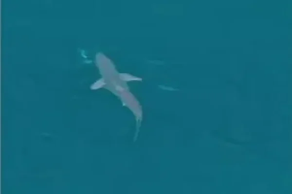 Imagem colorida, tubarão flagrado em Arraial do Cabo - Metrópoles